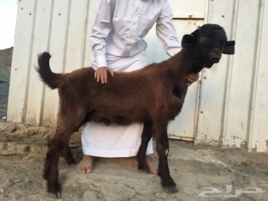 مشروع فحل فاخر شامي (image 2)