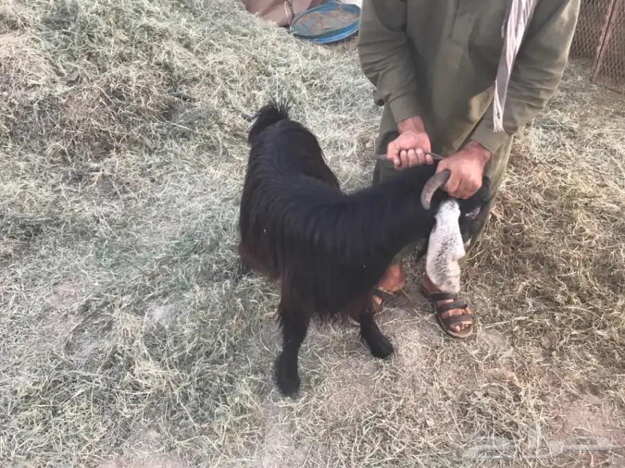 ماعز عارضية للبيع  (image 1)