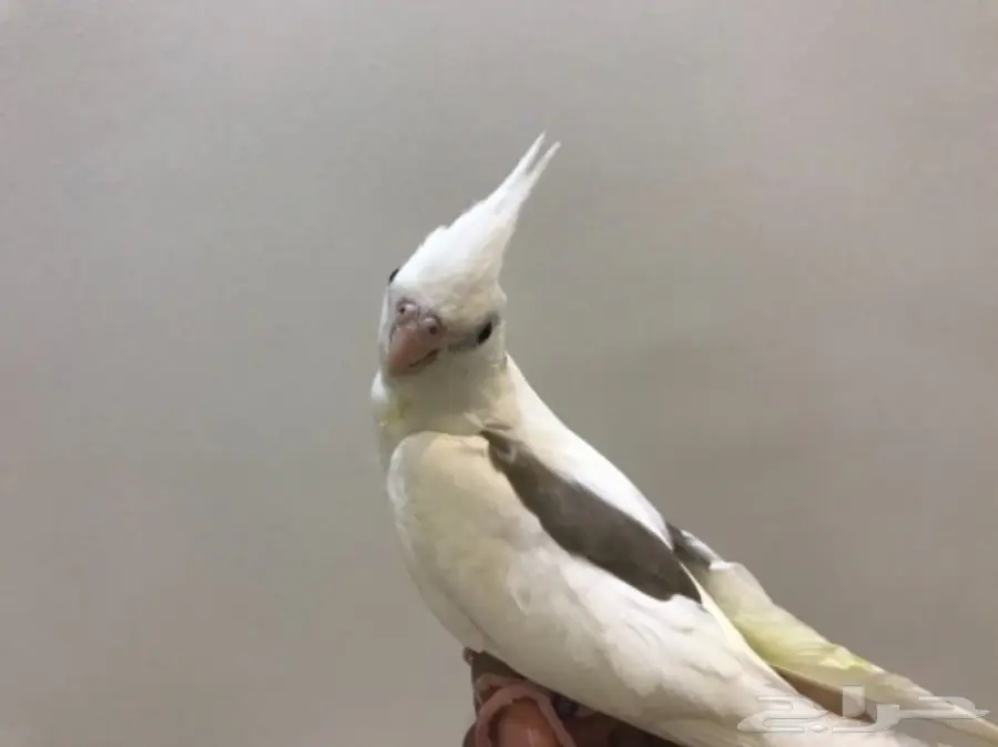 فرخ كروان هولندي