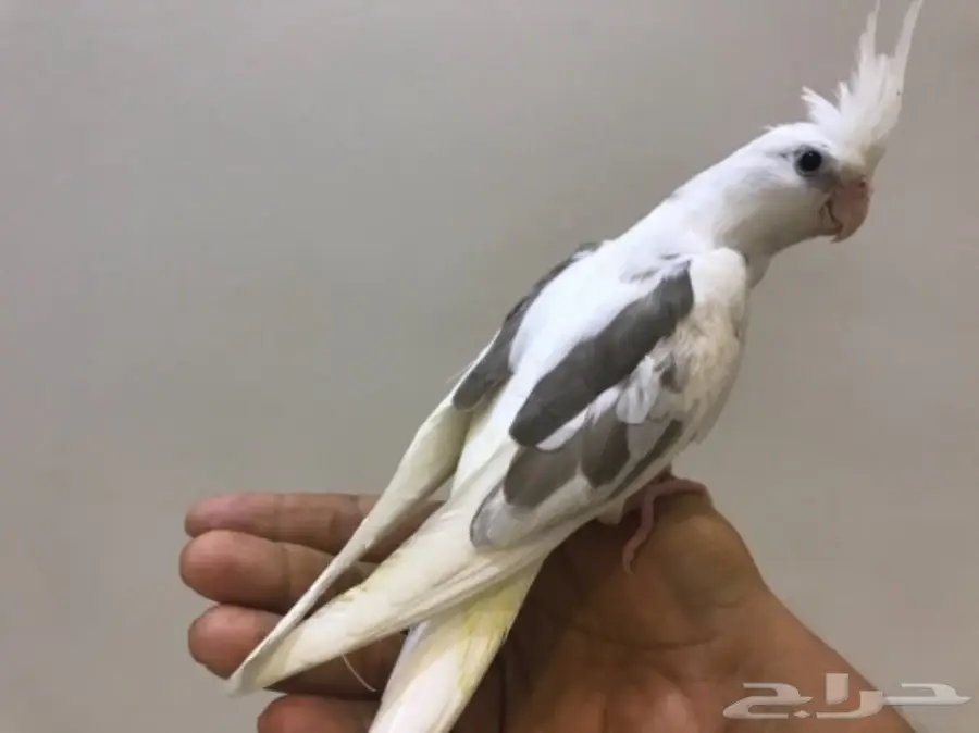 فرخ كروان هولندي (image 1)