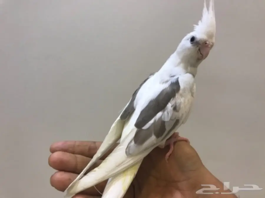 فرخ كروان هولندي (image 2)