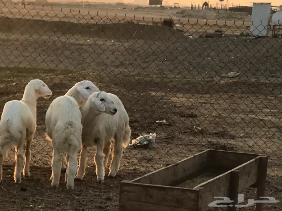 2 طليان حريه طيبه من 4 الى 5 اشهر