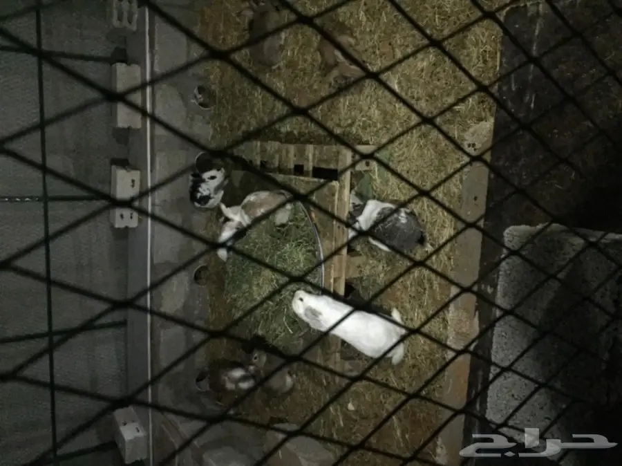 أرانب للبيع 