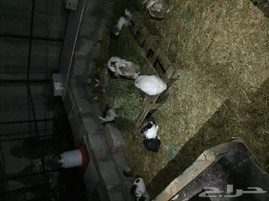 أرانب للبيع  (image 1)