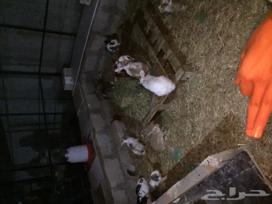 أرانب للبيع  (image 2)