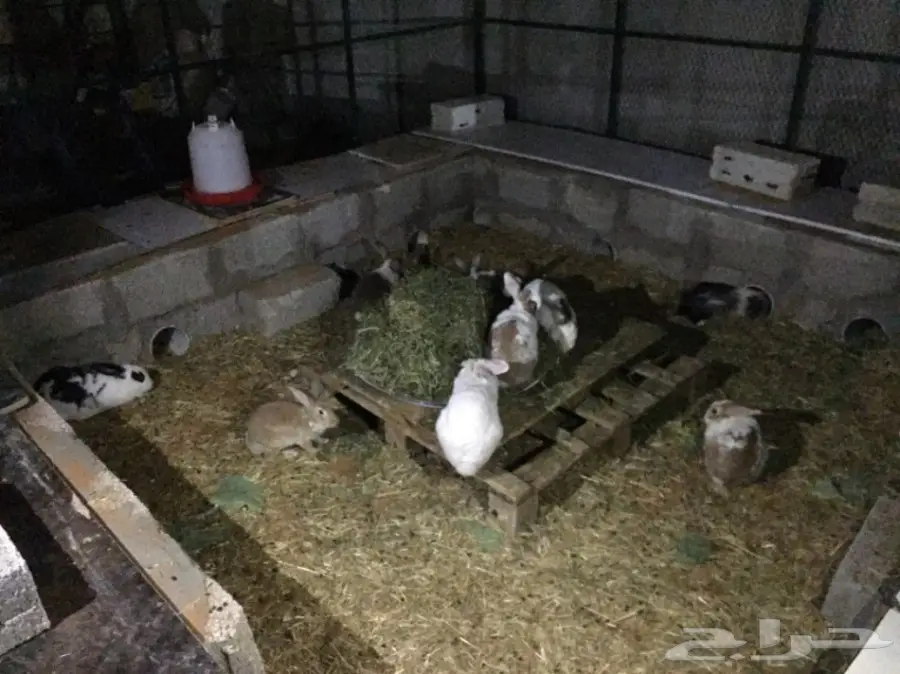 أرانب للبيع  (image 3)