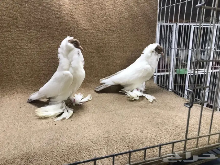 فواخر المورهد 