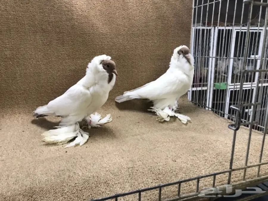 فواخر المورهد  (image 1)