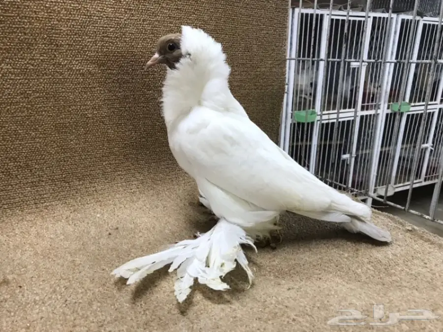 فواخر المورهد  (image 2)