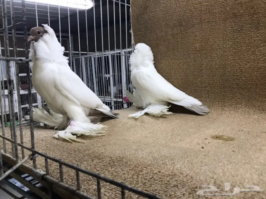 فواخر المورهد  (image 3)