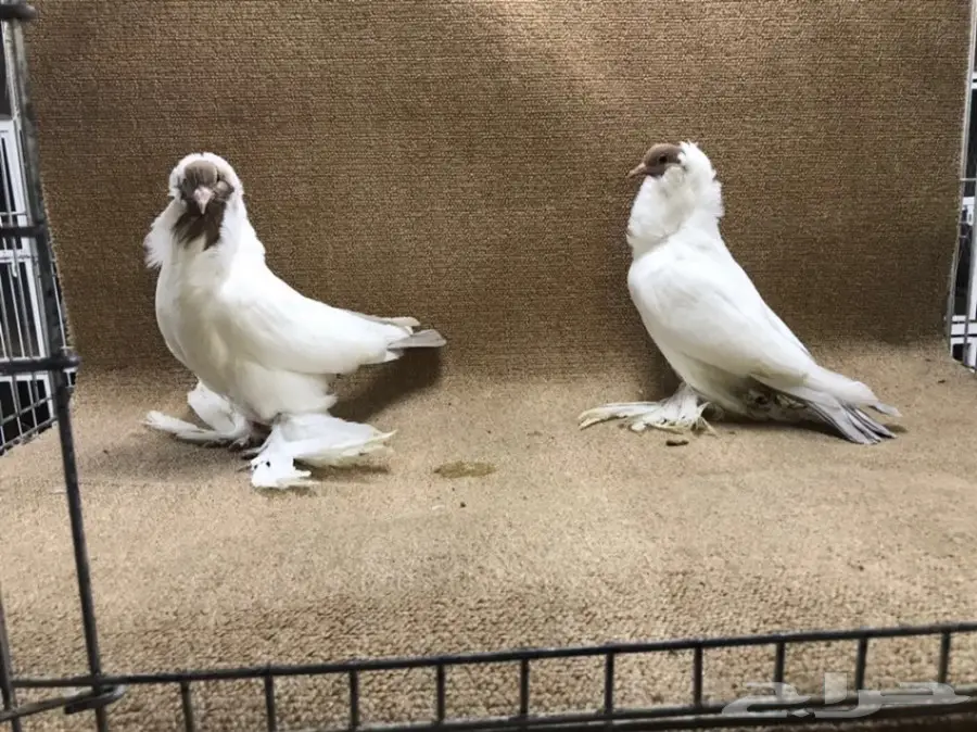 فواخر المورهد  (image 4)