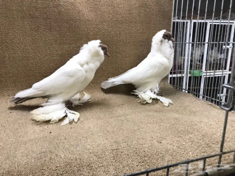 فواخر المورهد  (image 5)