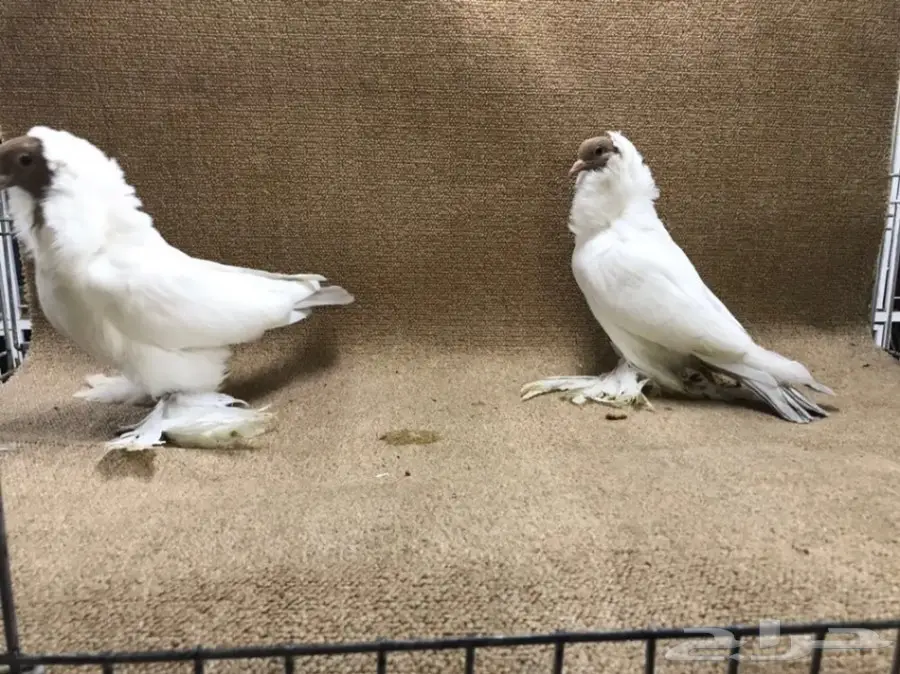 فواخر المورهد  (image 6)