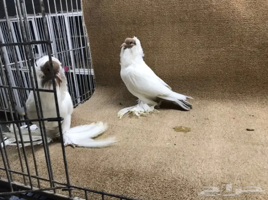 فواخر المورهد  (image 7)