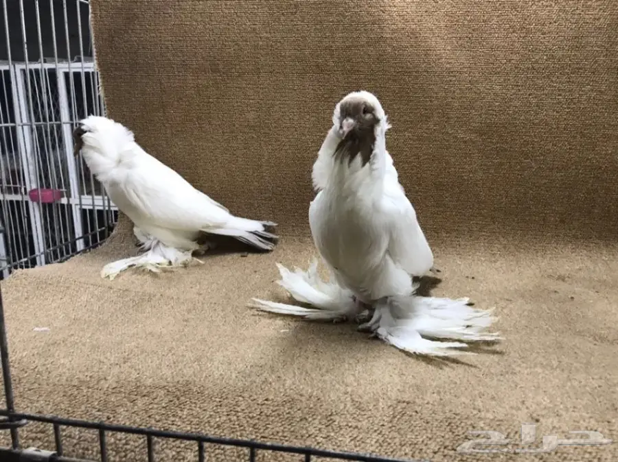 فواخر المورهد  (image 8)