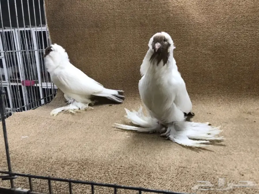 فواخر المورهد  (image 9)