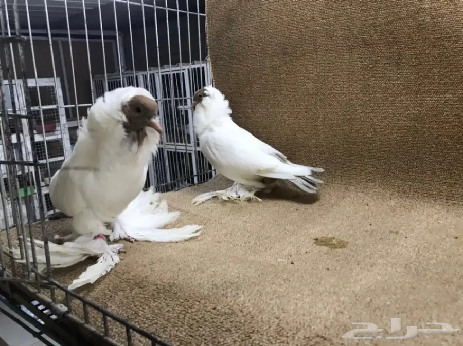 فواخر المورهد  (image 10)