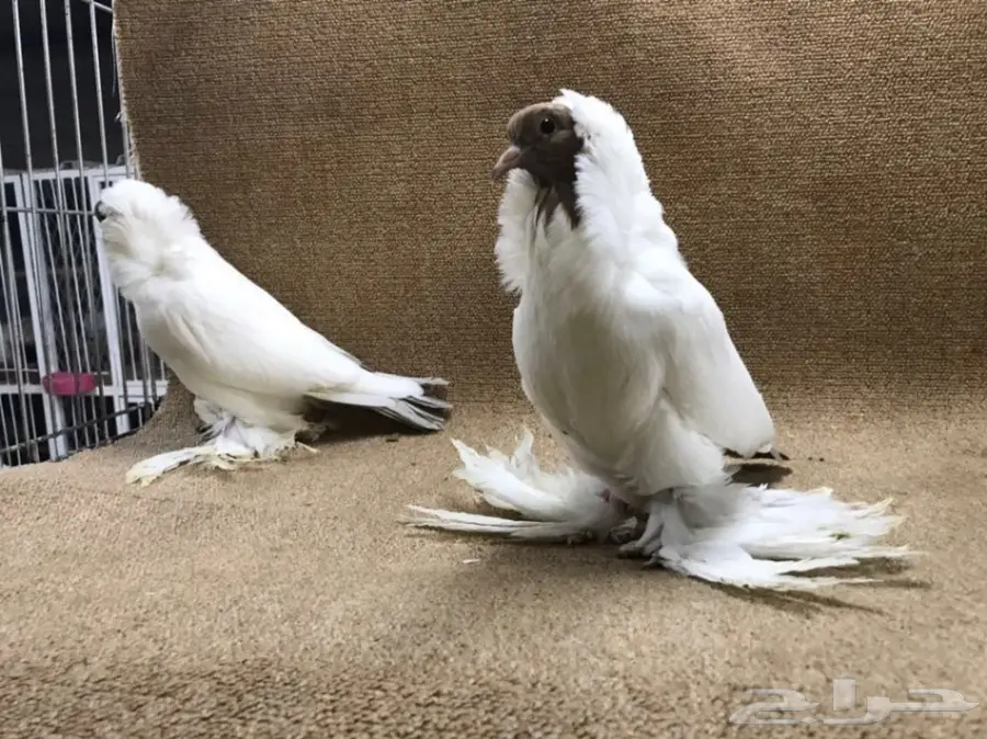 فواخر المورهد  (image 11)