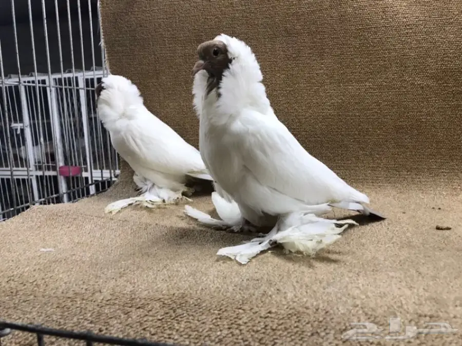 فواخر المورهد  (image 12)