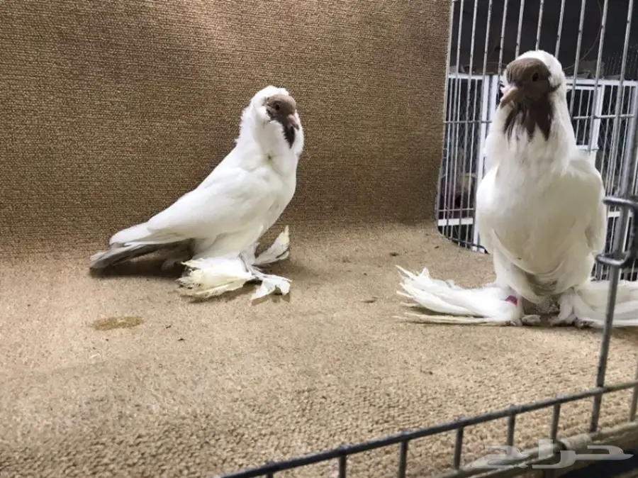 فواخر المورهد  (image 13)