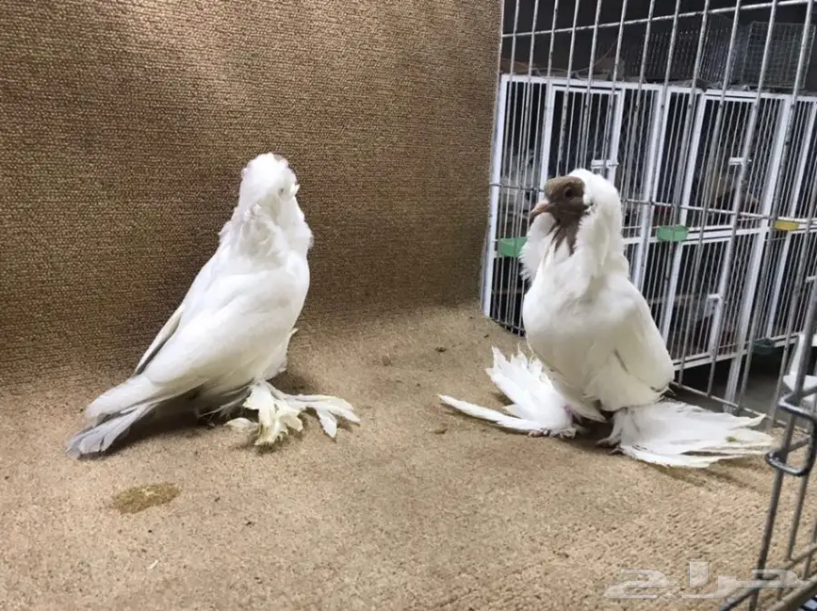 فواخر المورهد  (image 14)