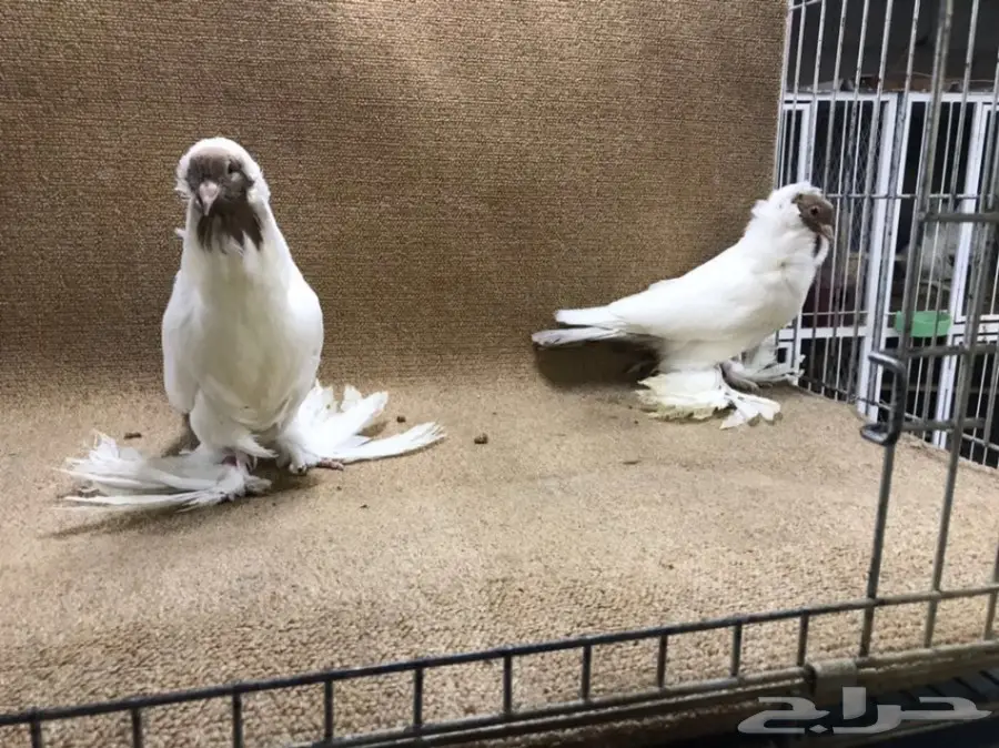 فواخر المورهد  (image 15)