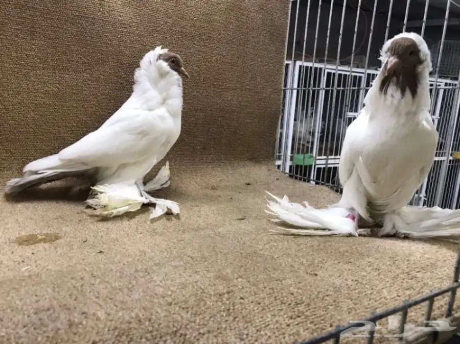 فواخر المورهد  (image 16)