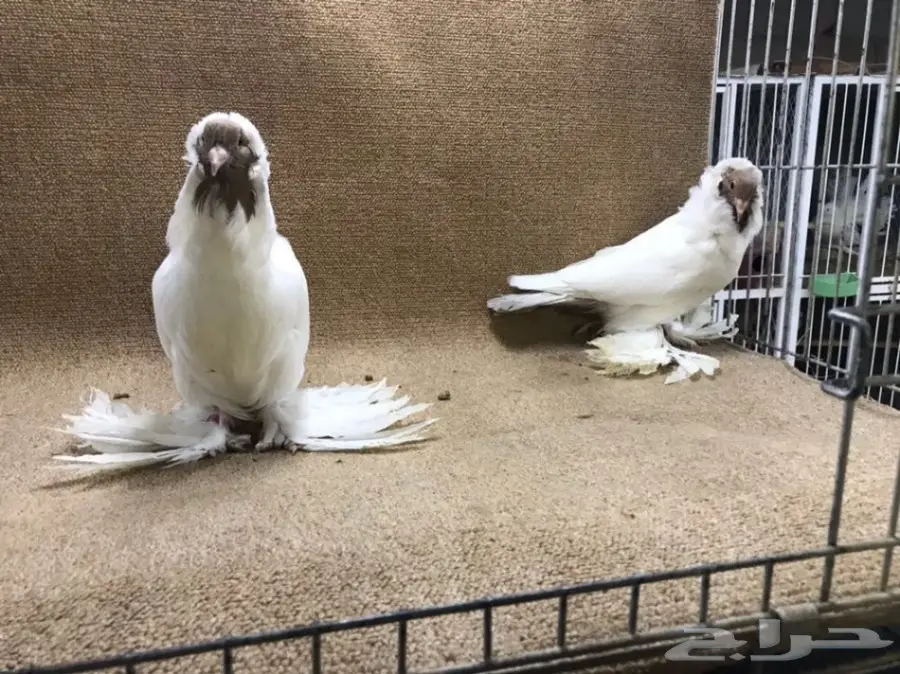 فواخر المورهد  (image 17)