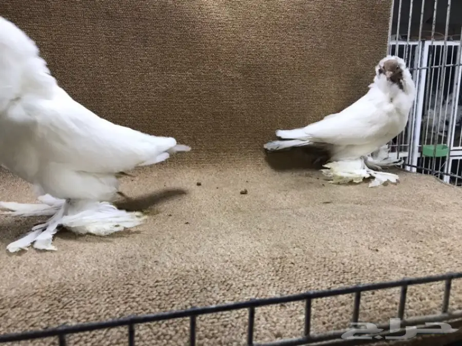 فواخر المورهد  (image 18)