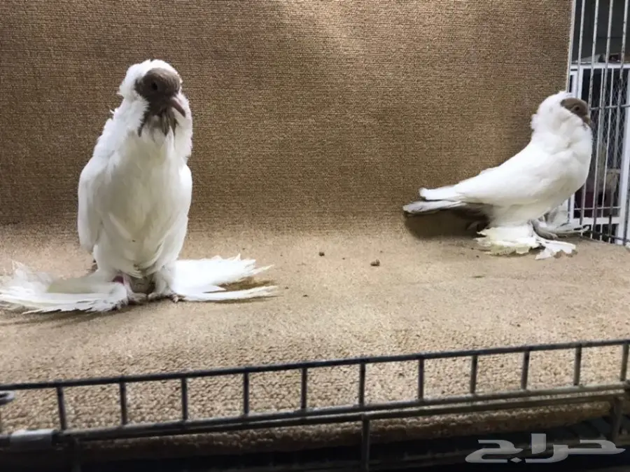 فواخر المورهد  (image 19)