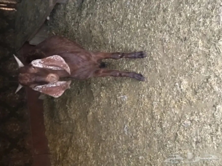 للبيع: قطعة أرض مميزة في جفرا بلجرشي