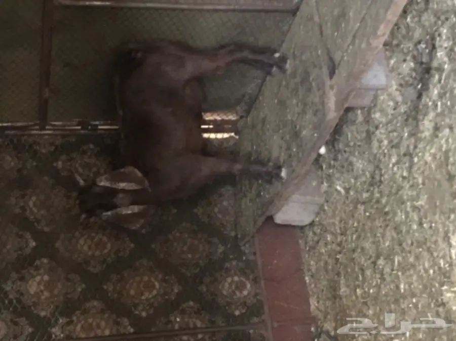 للبيع: قطعة أرض مميزة في جفرا بلجرشي (image 1)