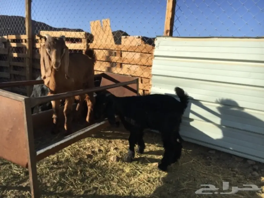 5 تيوس للبيع