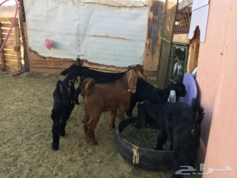 ألابابيع: أبقار عجول ممتازة - موقع المفرحات (image 2)