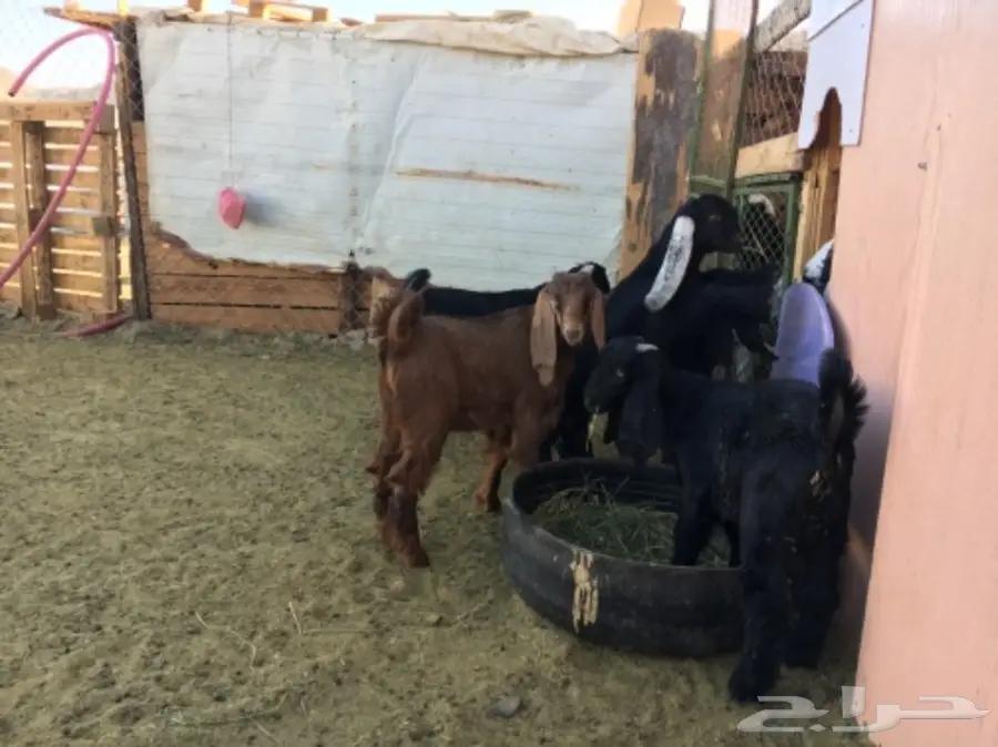 ألابابيع: أبقار عجول ممتازة - موقع المفرحات (image 3)
