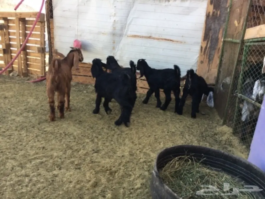 ألابابيع: أبقار عجول ممتازة - موقع المفرحات (image 4)
