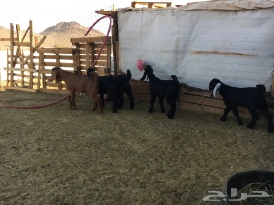 ألابابيع: أبقار عجول ممتازة - موقع المفرحات (image 5)