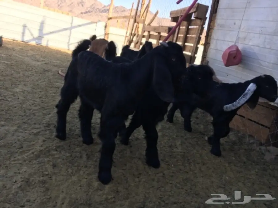 ألابابيع: أبقار عجول ممتازة - موقع المفرحات (image 6)