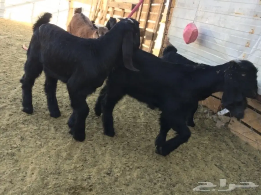 ألابابيع: أبقار عجول ممتازة - موقع المفرحات (image 8)