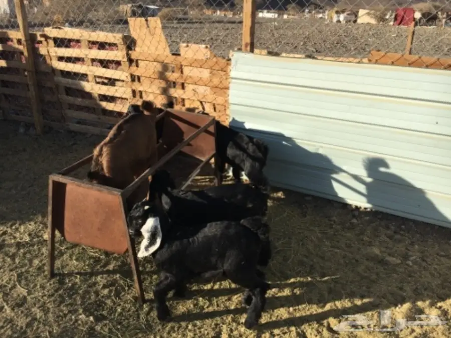 ألابابيع: أبقار عجول ممتازة - موقع المفرحات (image 9)