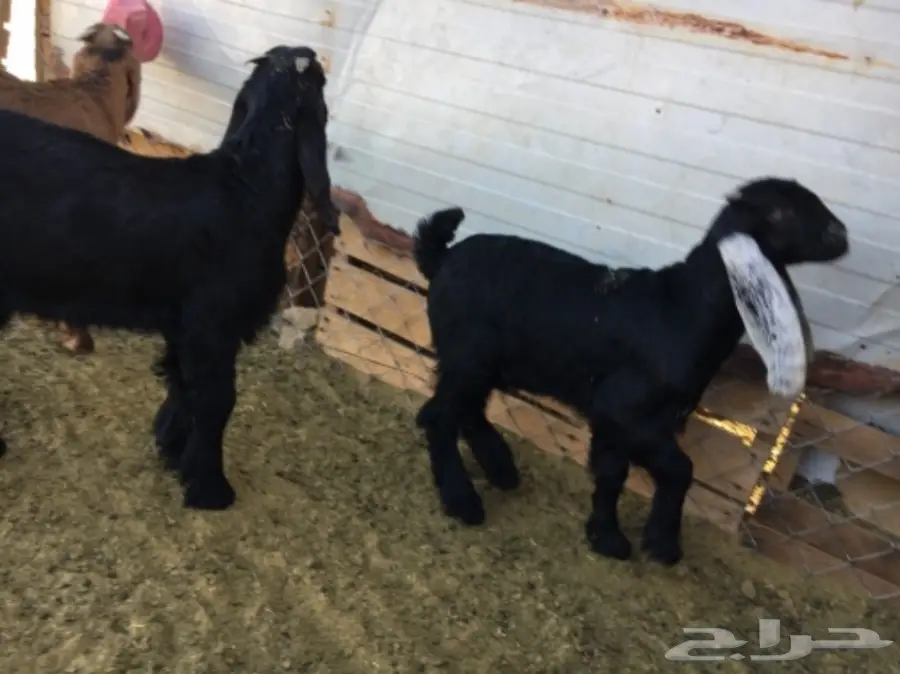 ألابابيع: أبقار عجول ممتازة - موقع المفرحات (image 10)
