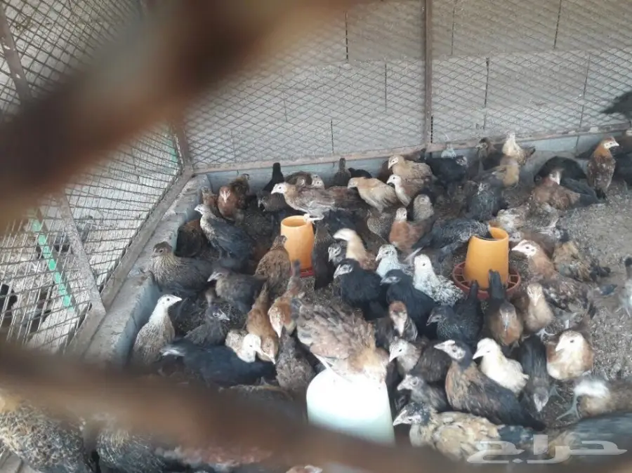 دجاج بلدي بصوص شهي - فرخة و دجاج