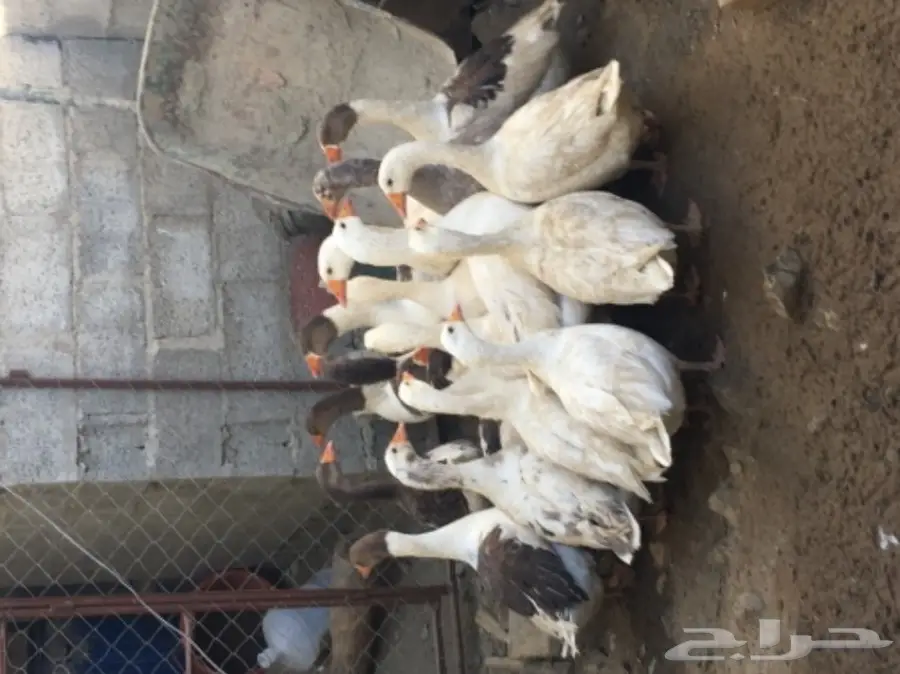 وز للبيع (image 1)