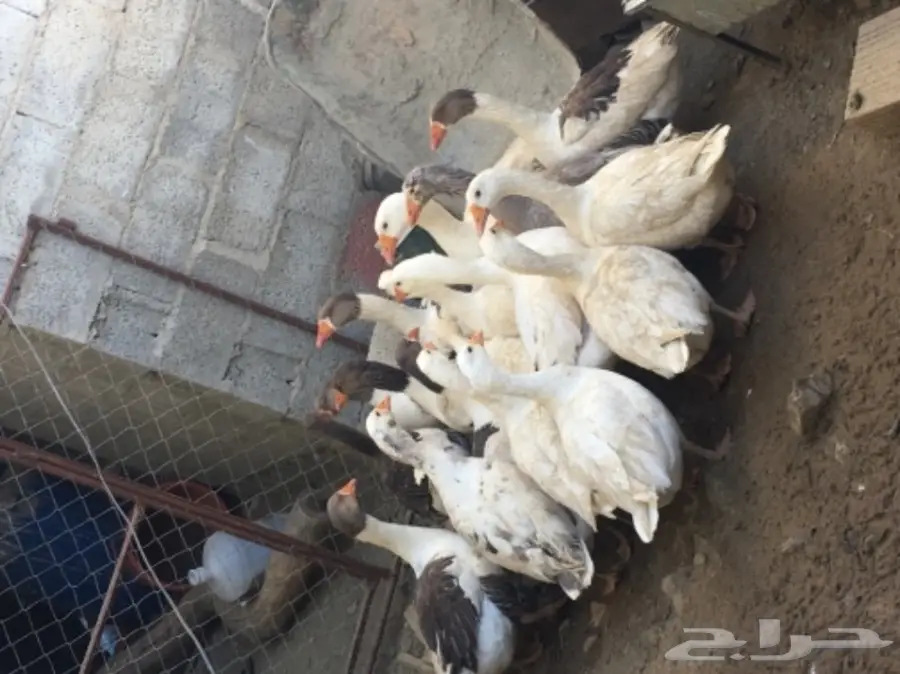 وز للبيع (image 2)