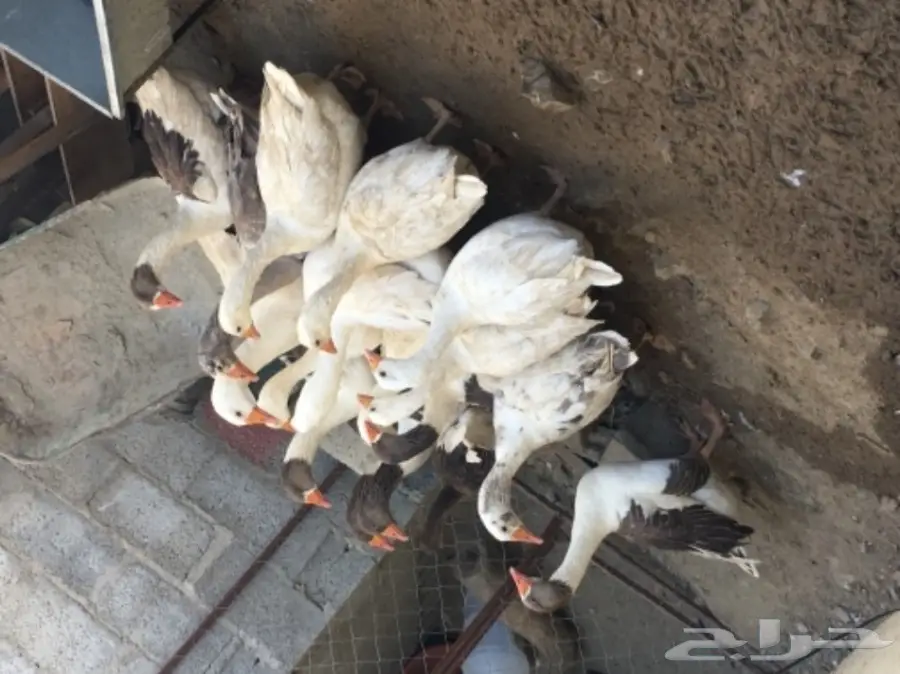 وز للبيع (image 3)