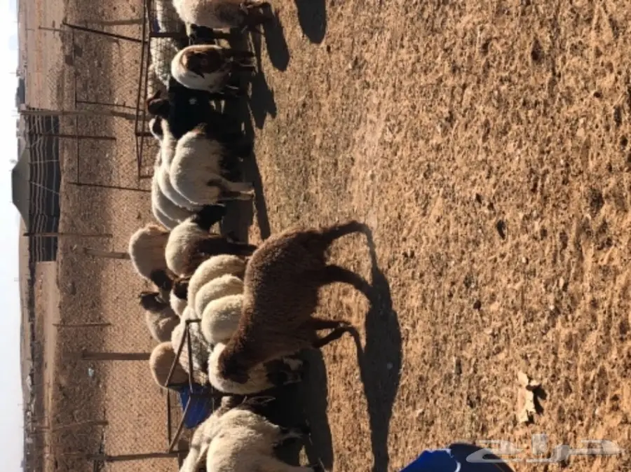 للبيع هرفى نعيم  جمله او تجزئه نظاف 