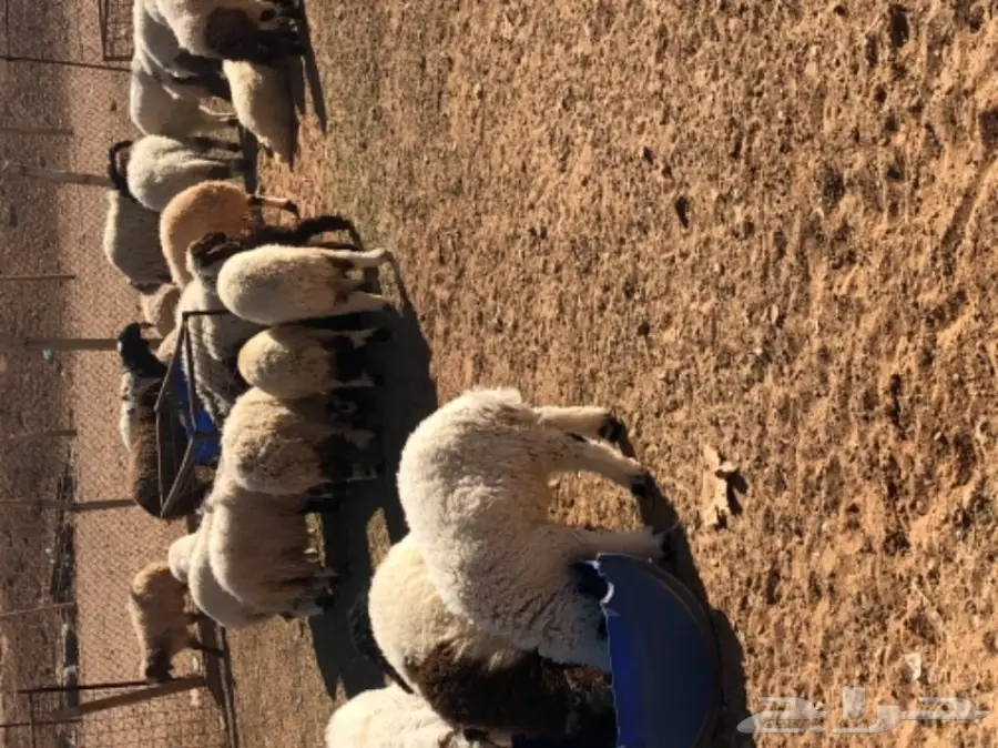 للبيع هرفى نعيم  جمله او تجزئه نظاف  (image 2)