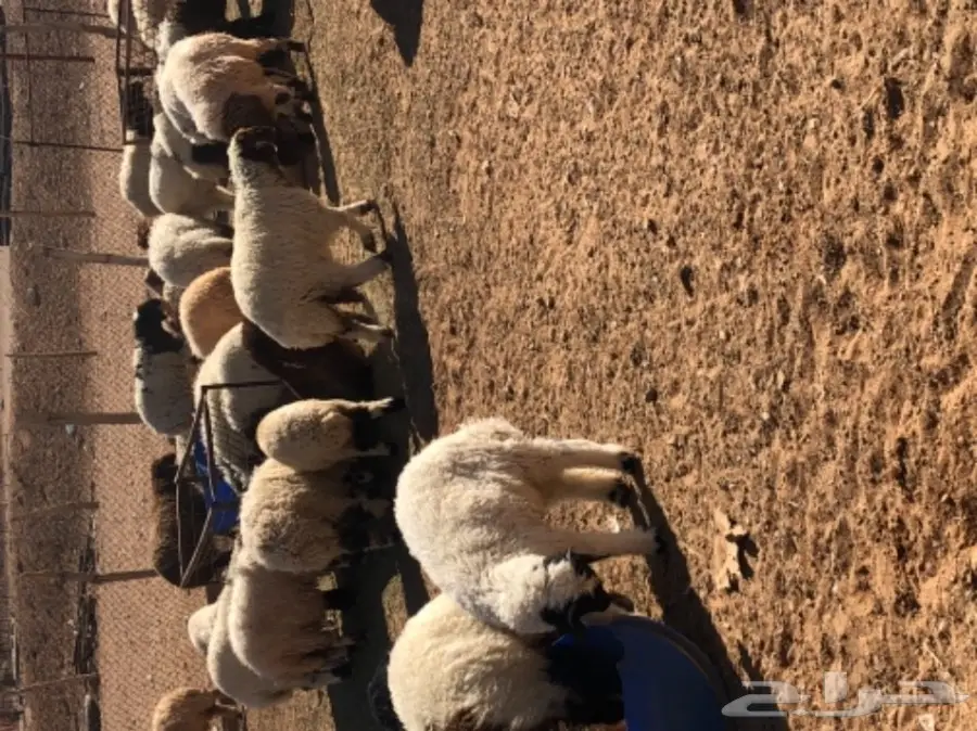 للبيع هرفى نعيم  جمله او تجزئه نظاف  (image 3)