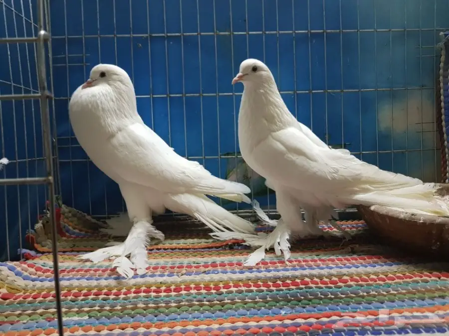 نفاخ بومريان مع فرخ مستوى فاخر