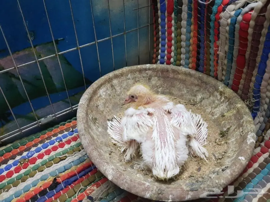 نفاخ بومريان مع فرخ مستوى فاخر (image 1)